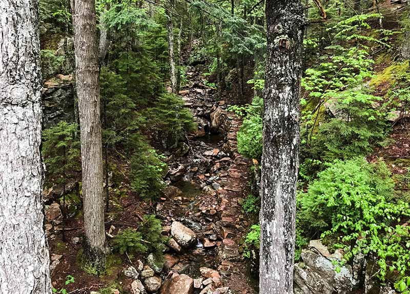 Acadia Nat'l Park, trail through lush forest
