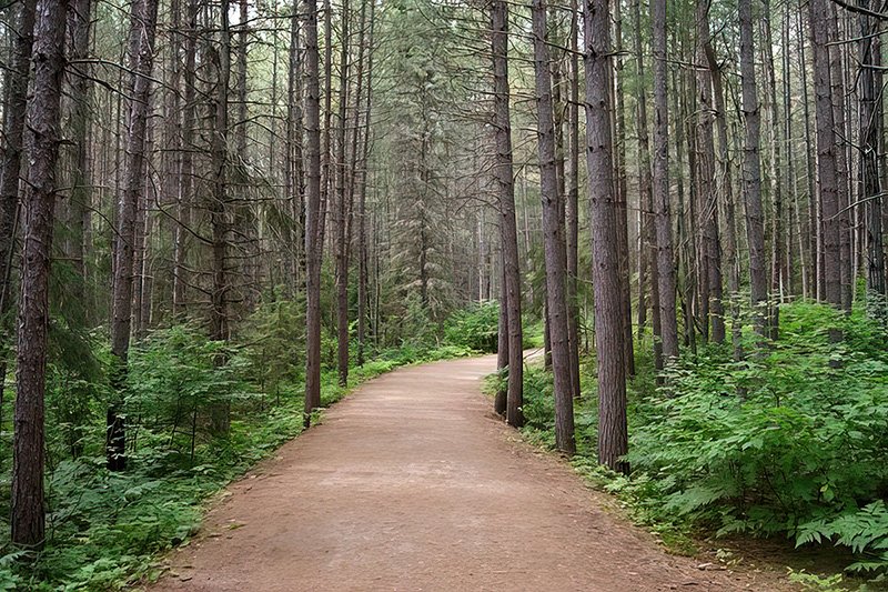 Algonquin trail, leading through woods