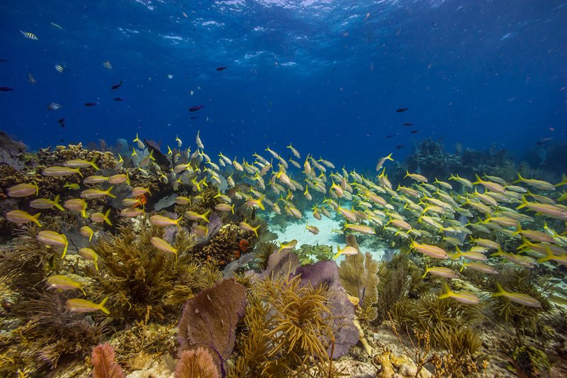 Biscayne Coral Reefs, with a school of fish