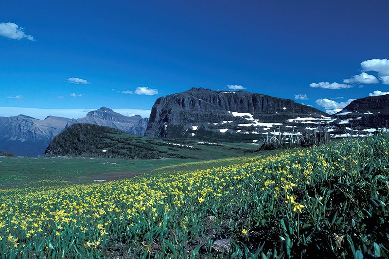 Glacier meadow with yellow flowers