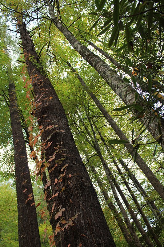 view upward toward the sky of tree trunks