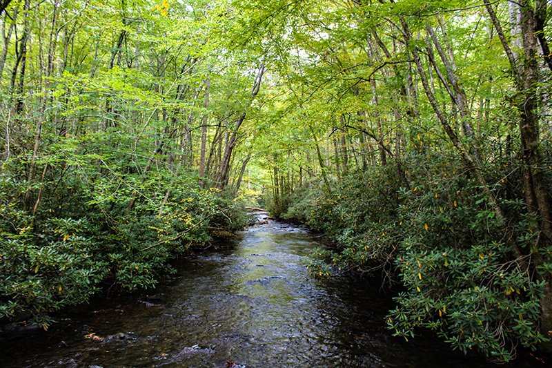Stream through thick woods 