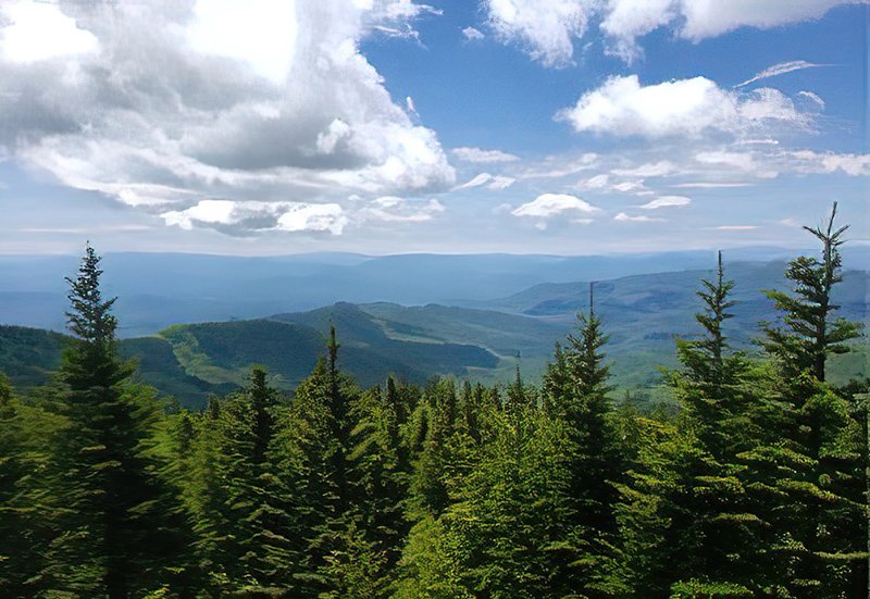 Overview of trees in foreground with hills in distance