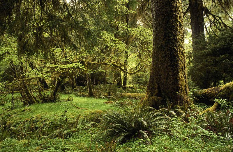 Olympic rainforest, with ferns and mossy trees