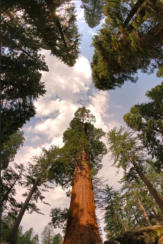 Canyon Grant Grove giant sequoias