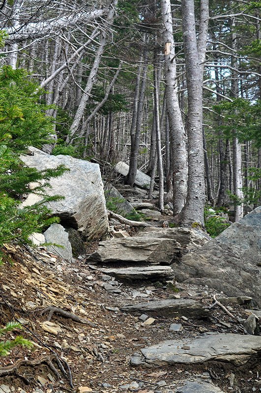 Stepping stones stairs through forest