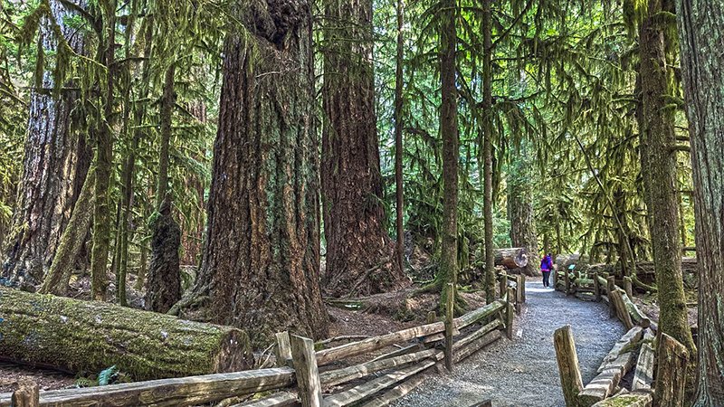Trail through forest of giant trees