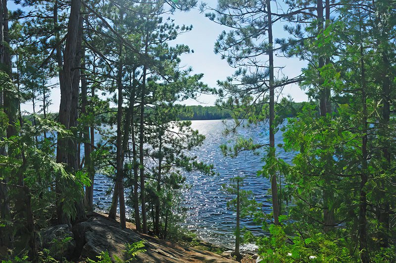 View through trees of wilderness lake