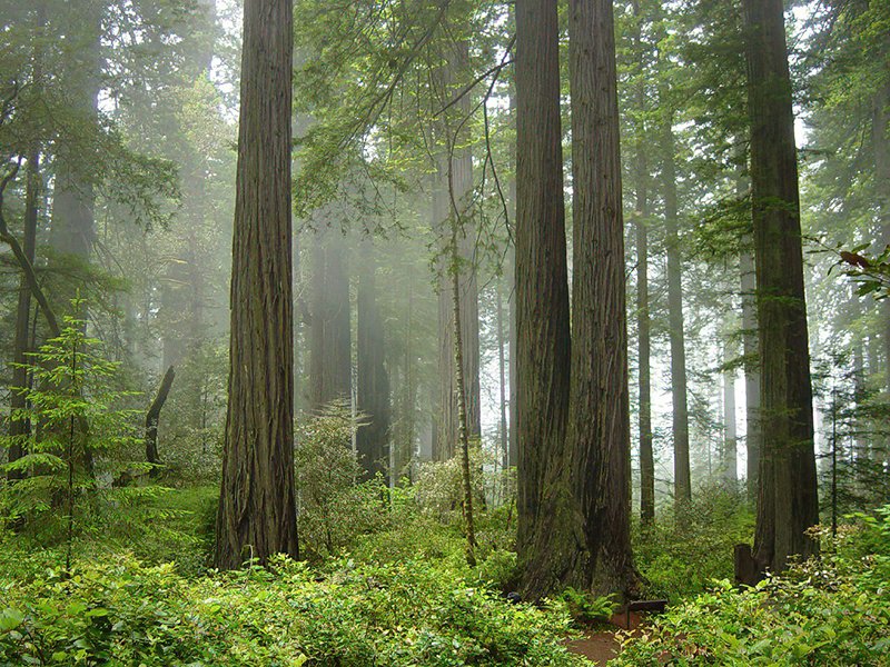 Fog in the forest, Creative Commons license Michael Schweppe