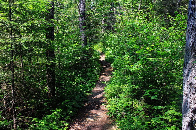 Superior Hiking Trail winding through thick woods